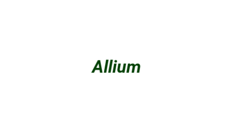 Логотип компании Allium