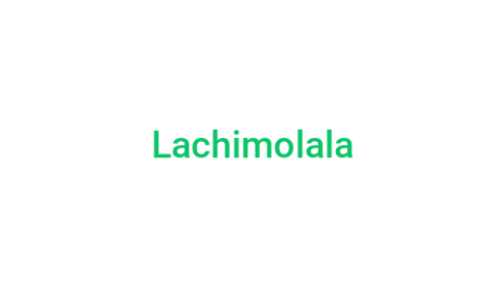 Логотип компании Lachimolala