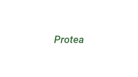 Логотип компании Protea